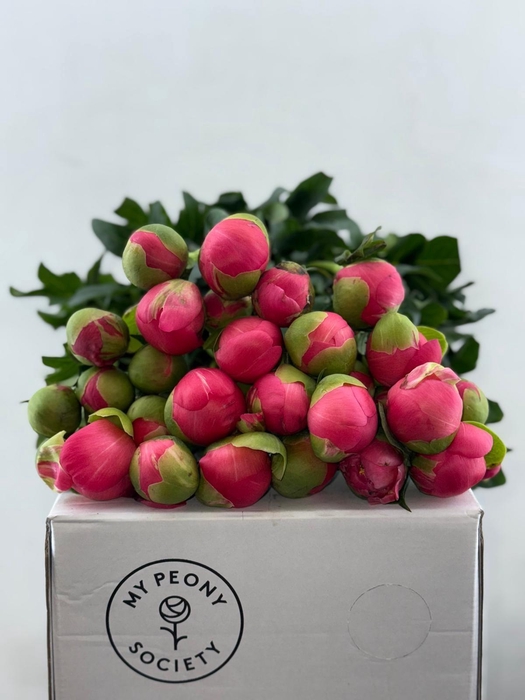 <h4>Paeonia Coral Sunset</h4>