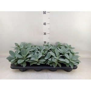 Senecio cephal. 'Mountain Fire'