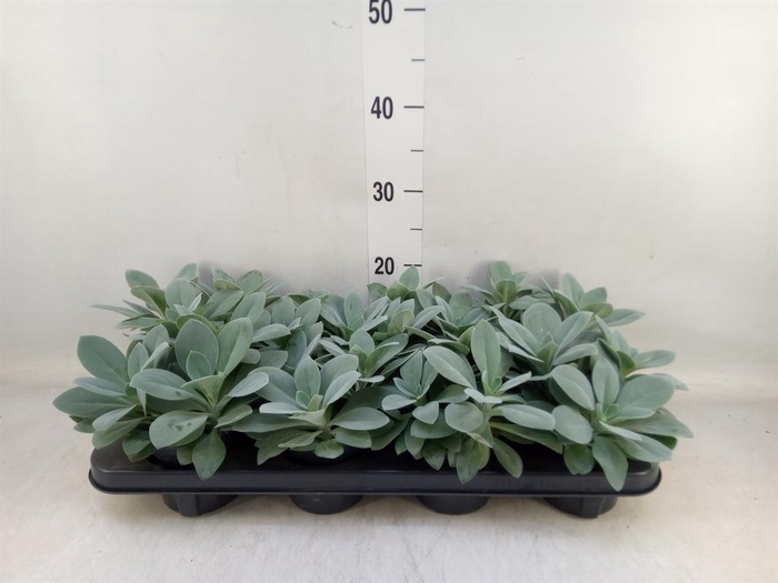 <h4>Senecio cephal. 'Mountain Fire'</h4>