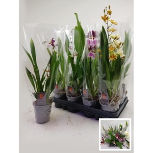 ORCHIDEEEN GEM