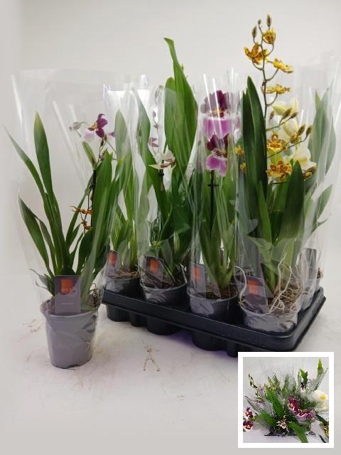 <h4>ORCHIDEEEN GEM</h4>