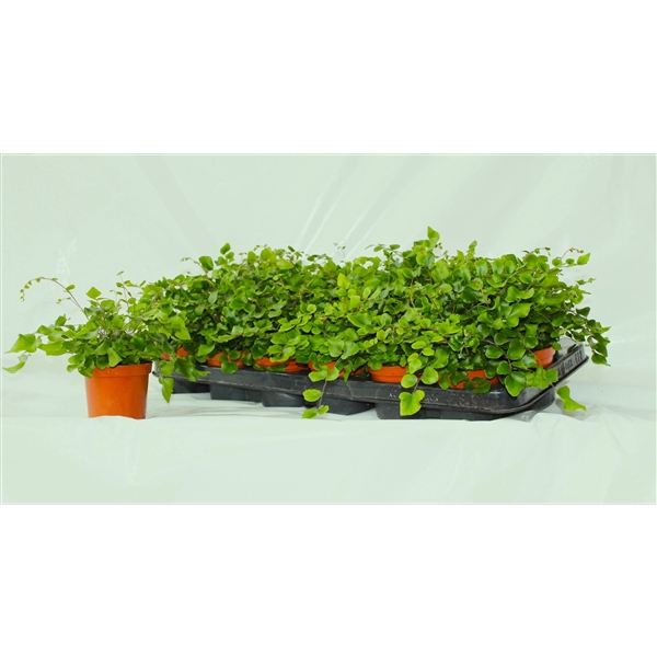 <h4>Pellaea Rotundifolia (Dubbeltjesvaren)</h4>
