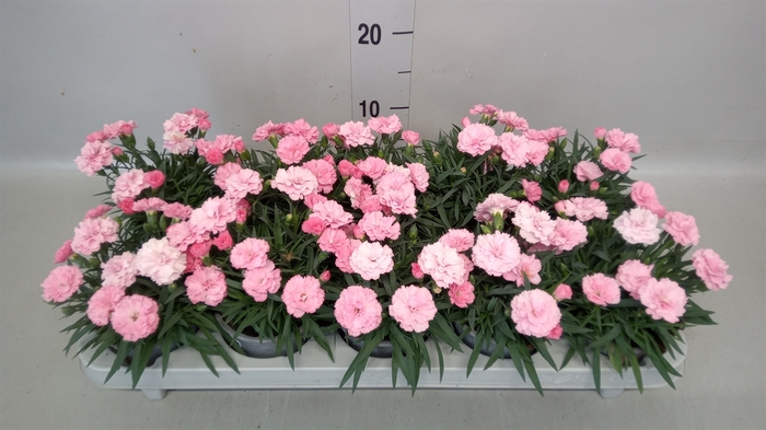 <h4>Dianthus  'I Love U'</h4>