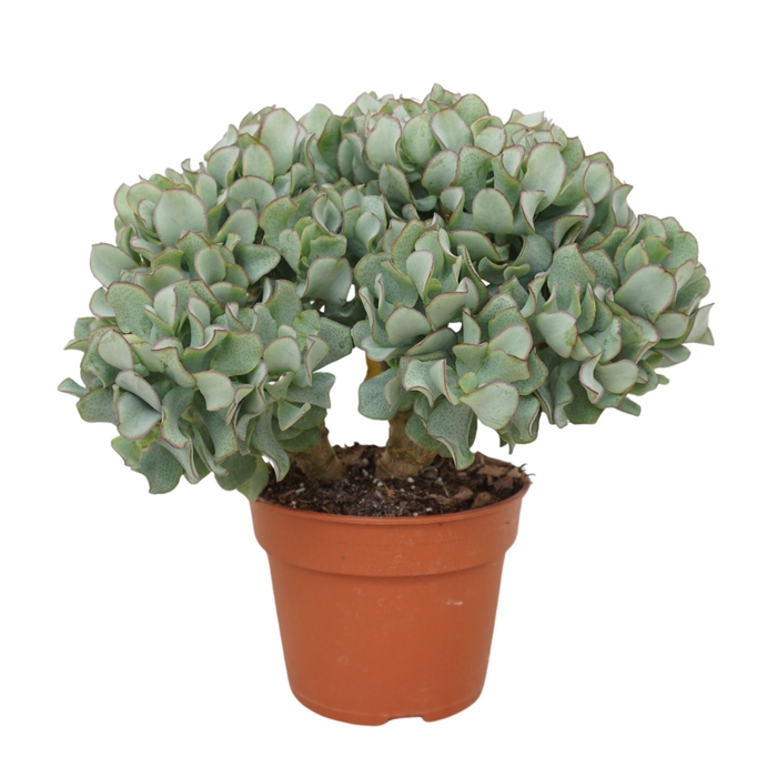 Crassula Curly