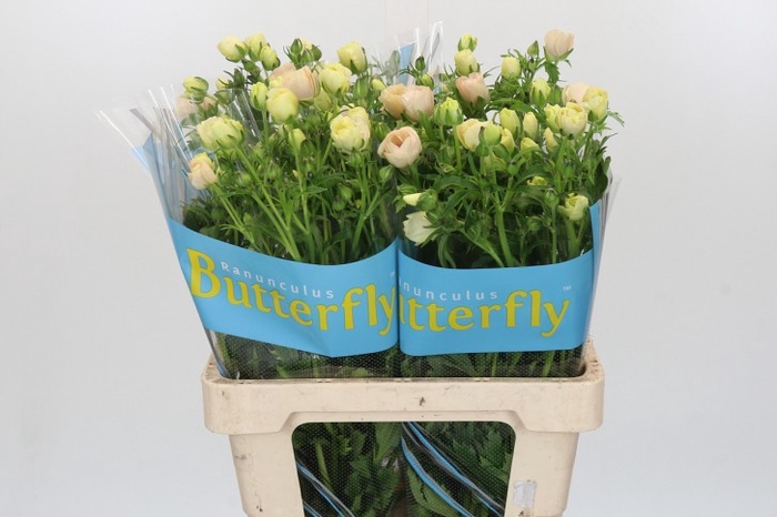 <h4>Ranunculus Butterfly Melissa</h4>
