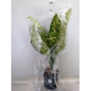 Dieffenbachia