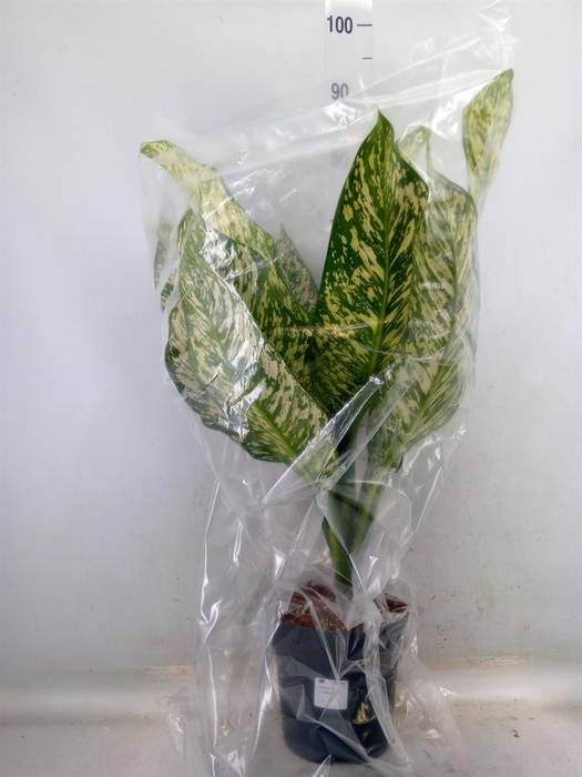 <h4>Dieffenbachia</h4>