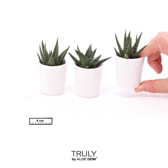 <h4>TRULY Succulent, White pot mini</h4>