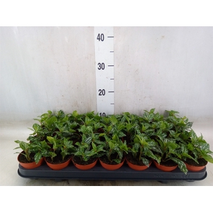 Pilea cadierei