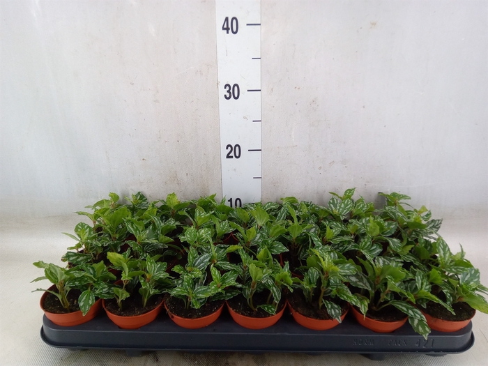 <h4>Pilea cadierei</h4>