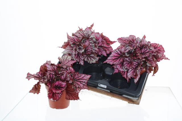 <h4>OV PLANTEN</h4>
