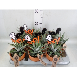 Haworthia fasciata 'Alba'