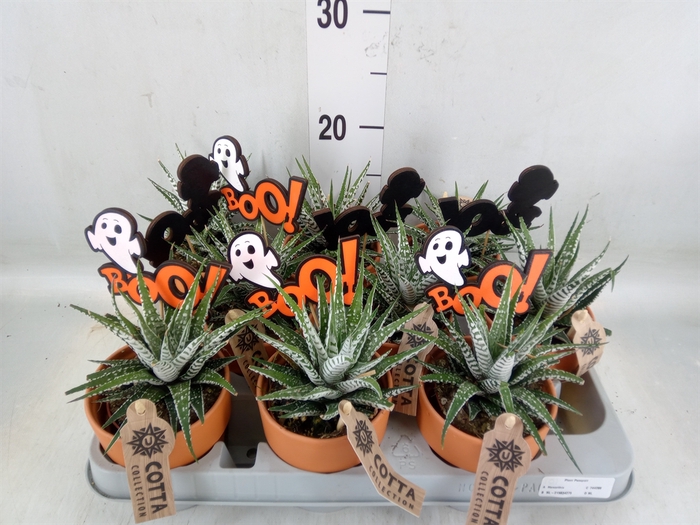 <h4>Haworthia fasciata 'Alba'</h4>