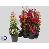 Bougainv Ov