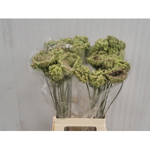 Daucus Carota Dara