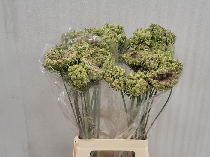 <h4>Daucus Carota Dara</h4>