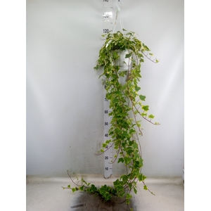 Hedera helix 'Goldchild'