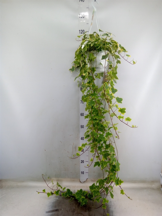 <h4>Hedera helix 'Goldchild'</h4>