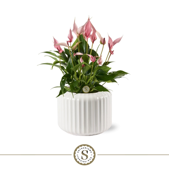 <h4>Bologna Keramiek White - Lilli</h4>