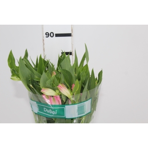 ALSTROEMERIA DUBAI 080 CM
