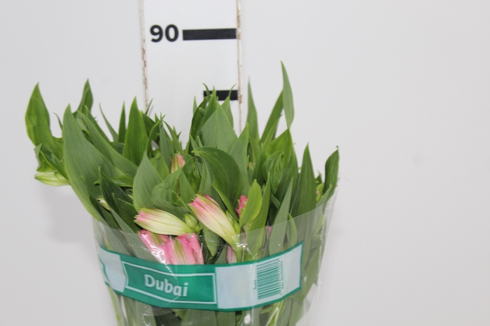 <h4>ALSTROEMERIA DUBAI 080 CM</h4>