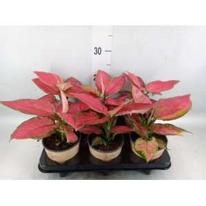 Aglaonema   ...
