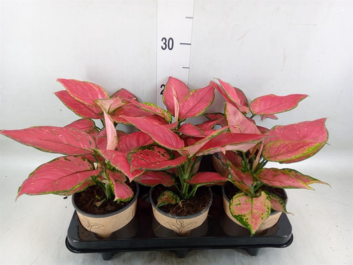 <h4>Aglaonema   ...</h4>