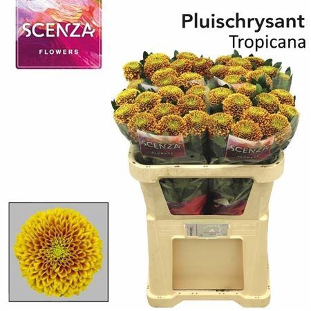 <h4>Chr G Tropicana</h4>
