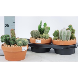 CACTUS OV