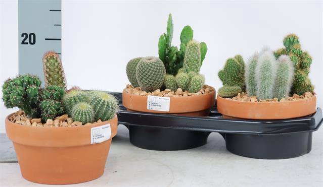 <h4>CACTUS OV</h4>