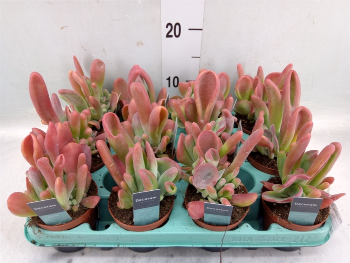 <h4>Kalanchoe NF   ...</h4>