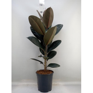 Ficus elastica 'Abidjan'