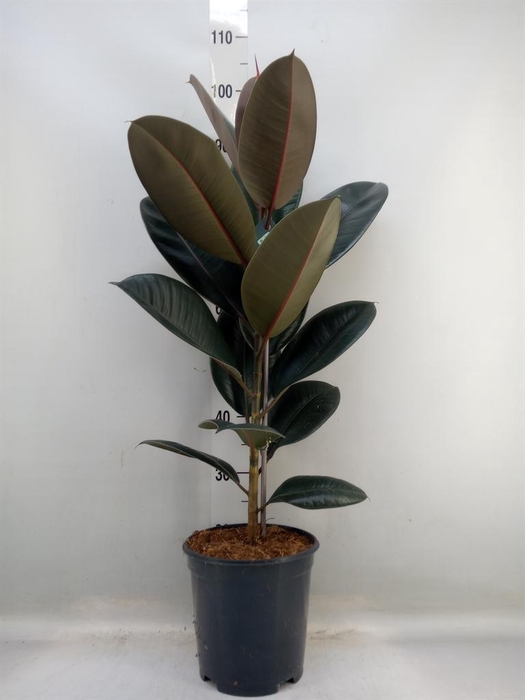 <h4>Ficus elastica 'Abidjan'</h4>