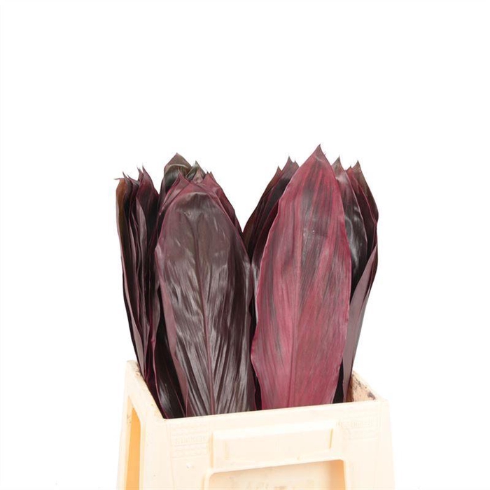 <h4>Cord. Big Red</h4>