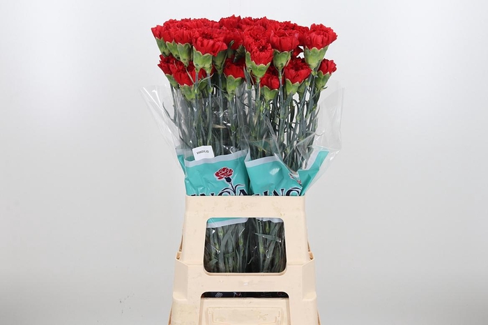 <h4>Di St Virgilio</h4>