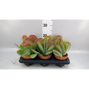 Kalanchoe NF thyrsiflora