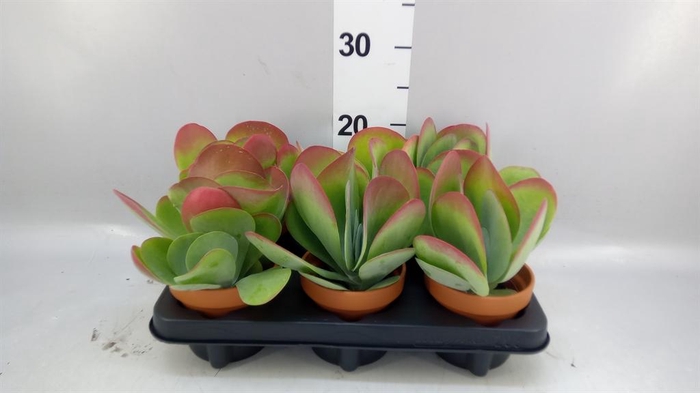 <h4>Kalanchoe NF thyrsiflora</h4>