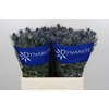 Eryngium Blue Dynamite