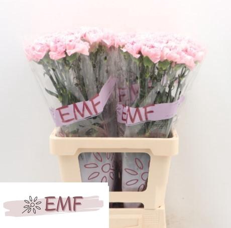 <h4>DI ST JULIA</h4>