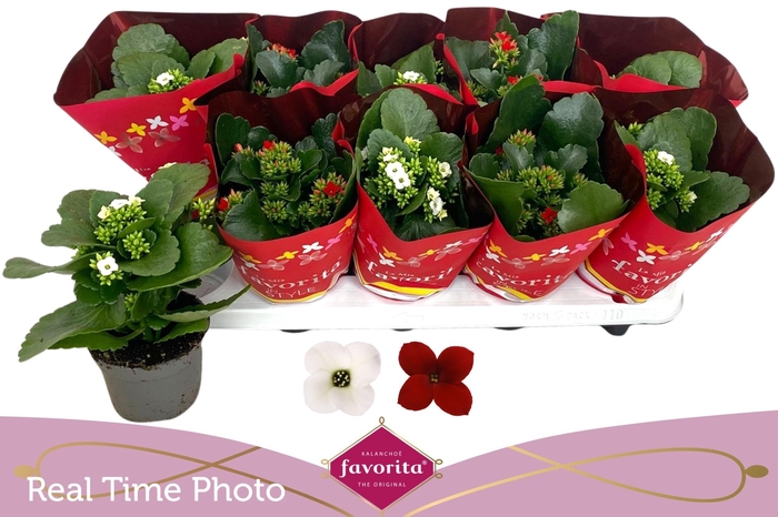 <h4>KAL EN GEM 2 KL</h4>