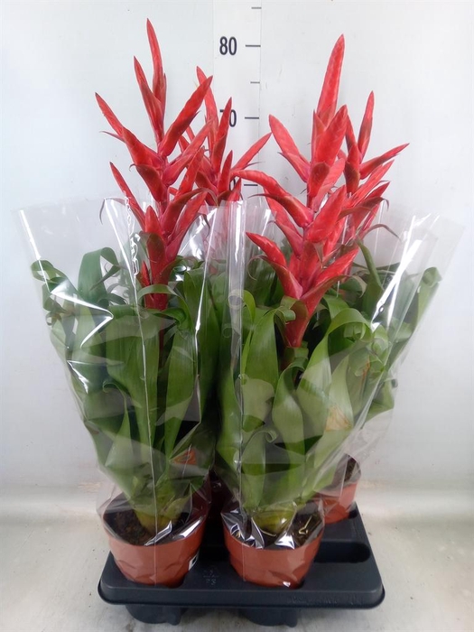 <h4>Tillandsia  'Naomi'</h4>