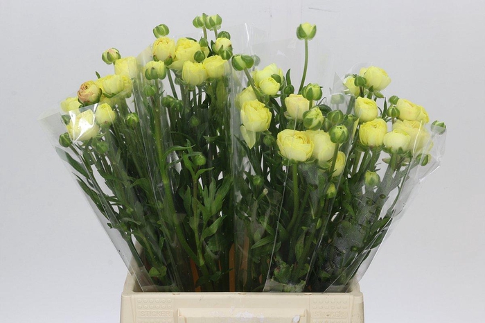 <h4>Ranunculus Moderna Limoncello</h4>