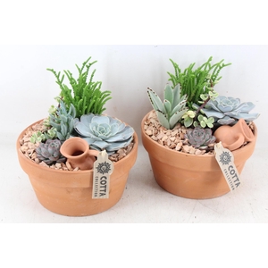 arr2 UB - Terra cotta 338/3 echeveria