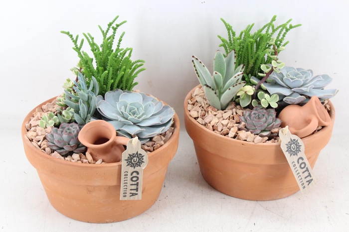 <h4>arr2 UB - Terra cotta 338/3 echeveria</h4>