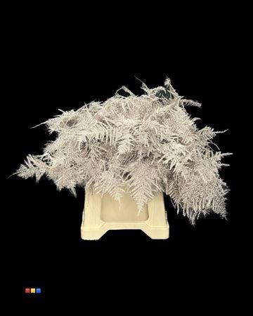 <h4>Asp 1e Champagne</h4>