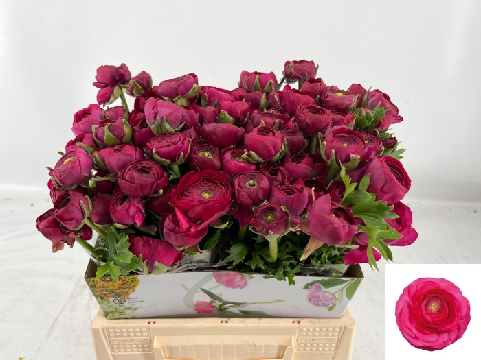 <h4>RAN AM BONBON</h4>