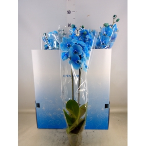 Phalaenopsis   ...