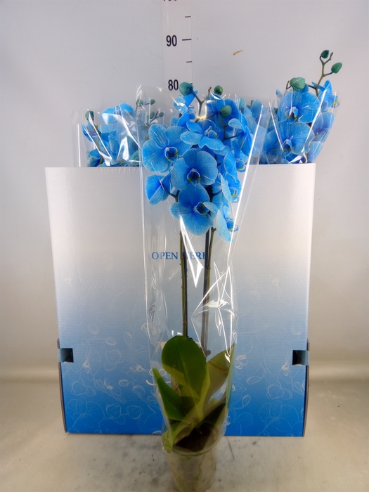 <h4>Phalaenopsis   ...</h4>