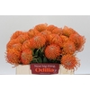 Nutans Ayoba Orange
