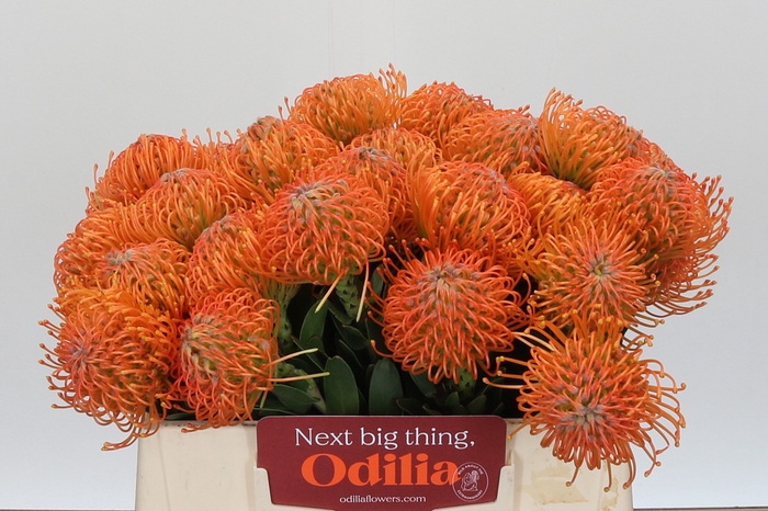 Nutans Ayoba Orange